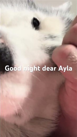 Siberian husky asmr short #huskylife #husky