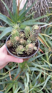Propagating Sedum ‘Blue Spruce’ 🌱 | Unique Succulent Designs