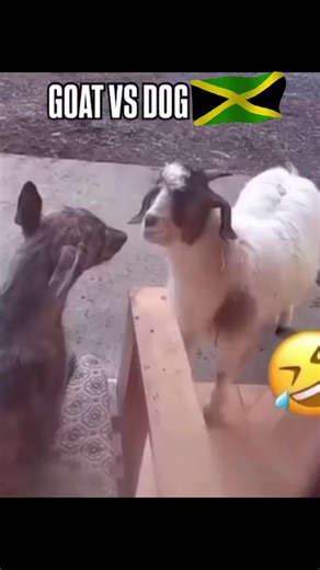 Goat Videos on Jamaican TikTok: A Fun Compilation