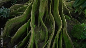 Growing moss on tree roots at the ground