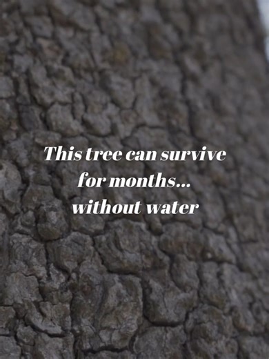 Some things don’t survive by rushing. They survive by adapting. 🍃 Slowing down… ⏳ Holding on when things get dry. Nature doesn’t force growth. It waits… and continues in its own way. 🌍✨ ________________________ Experience Premium Massage ✨️ Book now, Pay later ➡️ www.healingpointglasgow.com ________________________ 📞 078 9393 6614 ✉️ info@healingpointglasgow.com 📍 108 Battlefield Road, Glasgow, G42 9JN #NatureFacts #DidYouKnow #StayCurious #GlasgowMassage #GlasgowSpa #MassageRelaxation #Heal
