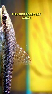 59K views · 565 reactions | Tiny, But MIGHTY Algae Eaters! #aquariumcoop #aquariumadvice #aquariumfish | Aquarium Co-Op | Facebook