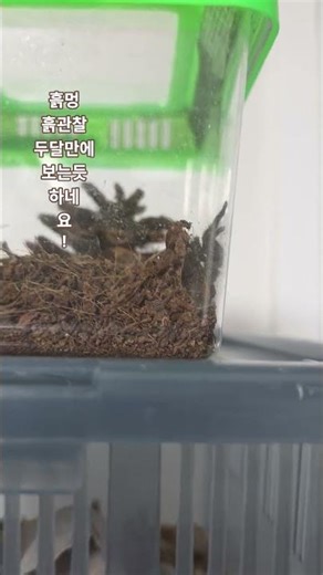 오랜만에 등장ㅎ3개월?2개월?그 동안 흙멍만ㅋ#반려동물 #타란튤라​ #Tarantula​ #바분타란튤라​ #거미사육 #이색반려동물 #spider #우잠바라 #바분 #거미