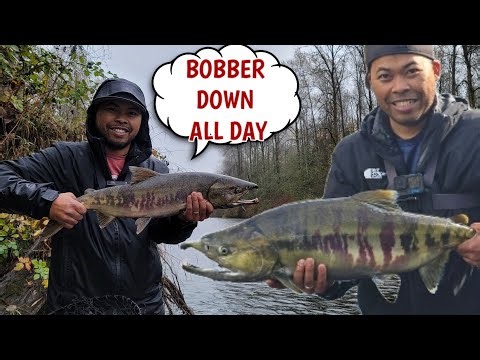 Chum Salmon Bank Fishing Green River