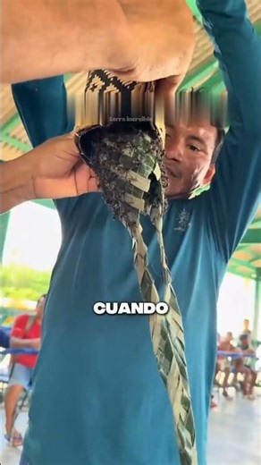 Utilizan Hormigas Bala para el Ritual mas Doloroso del Mundo