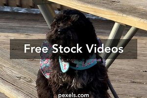 Dog On Bench Videos, Download The BEST Free 4k Stock Video Footage & Dog On Bench HD Video Clips