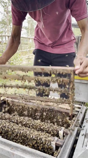 45K views · 458 reactions | Prepare to create a bee queen  | Phary BeeKeeper | Facebook