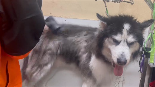 2.3K views · 27 reactions | making wolves feel good | House Of Paws Poconos | Facebook