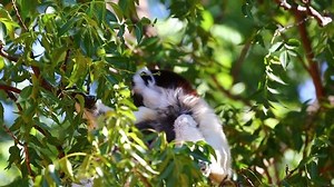 Dancing Sifaka Sitting On Tree Eating Stock Footage Video (100% Royalty-free) 1037144855 | Shutterstock