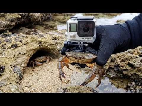 MUD CRAB Gopro-Camera on Explorer animal in HOLE!