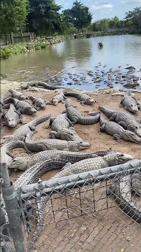Everglades alligator farm. Florida