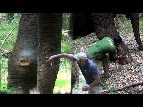 Let us comfort the elephant who is suffering from many painful wounds. Let's help save life.