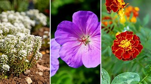 Experts identify the best flowers for small spaces: charming florals for compact gardens