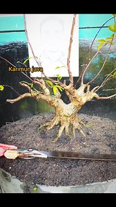 Yg penting yakin 💪 #wrightiareligiosa #bonsaitree #fyp | Karimun Java