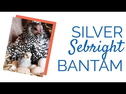 Silver Sebright Bantam Chickens | Chickens For Backyards