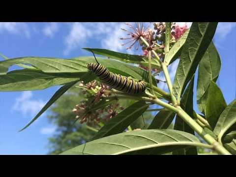 Tropical milkweed and Monarch butterflies