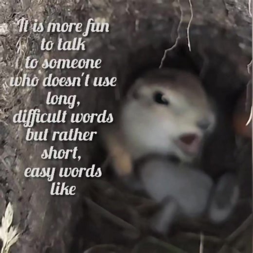 what do you think this gopher is saying? #gopher #groundsquirrel #quotes #underground