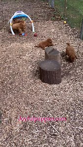 12 reactions | These lovely playful F1B Cockapoo puppies would be a great addition to your family. Check www.joyfulpuppies.com for more info. @joyfulpuppiesinc #cockapoopuppy #cockapoo #cockapoo_lovers #cockapoos #cockapoosofinstagram #cockapoosofinsta #cockapoosofig #puppies #puppy #nonshedding #fib | Joyfulpuppies.com | Facebook