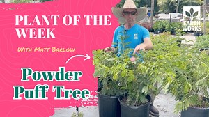 Check out the plant of the week! The Powderpuff Tree. A great addition to every Florida garden. Watch the video, and for more information about this beauty, follow this link: https://conta.cc/45Ou3kd Or put one in your cart today @ https://shop.earthworksjax.com/inventory/search?q=powderpuff #earthworksjax #floridagardening #floweringtrees | Earth Works | Facebook