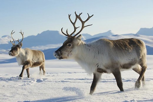41 Remarkable Reindeer Facts for Kids | LoveToKnow