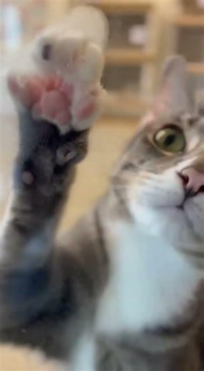 That tiny tap… hurts 🐱💔 #Shorts