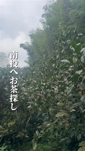 たいわんめし on Instagram: "新たに販売する茶園の南投へお茶探し🍵 パイナップルのように甘い紅茶『鳳梨紅茶』🍍🍵 野放茶で無造作に生えている茶木🌱 こんなに甘いなんて本当に不思議なので、 うちのお店まで飲みに来てみてください🥹 @meshi_to_cha"