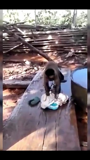 Monkeys Washing Clothes: An Amazing Animal Adventure