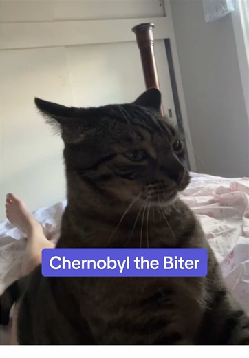 Replying to @lauren.bates3 yes he will bite😅 Everyone please know that Chernobyl is actually very gentle, I like to be dramatic when he acts out🤣 he doesn’t bite hard enough to draw blood or leave a mark, he just likes to take a little nip!He and I have a special way of razzing each other🥰🤍🩶#chernobylthecat#catsoftiktok#funny#petsoftiktok#bestfriend