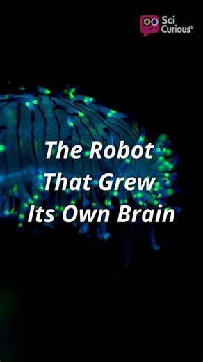Real Neurons… Inside a Robot?!