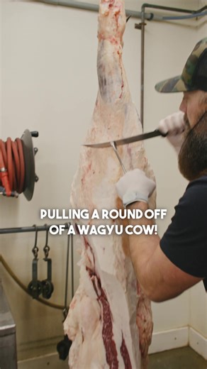 Pulling a round off of Tajima Wagyu 🔪 #reels #reelsfb #tajima #wagyu #tajimawagyu #butcher #butchering #thebeardedbutchers #meat #beef #viral #knife #sharpknife | The Bearded Butchers