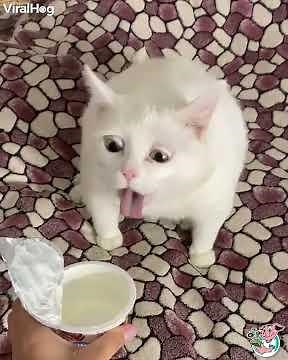 When a cat doesn't like sour cream or yogurt (many comments said this). 🙀👃 .
