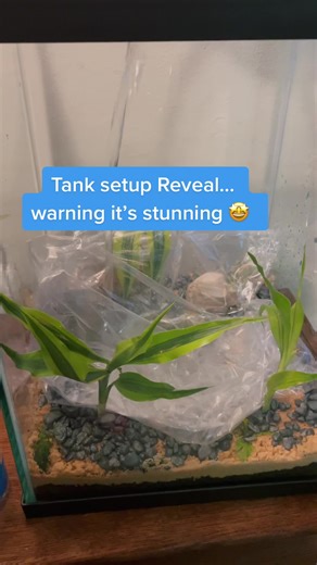 Tank Setup Revealed: Step-by-Step Guide to Setting Up Your Aquarium