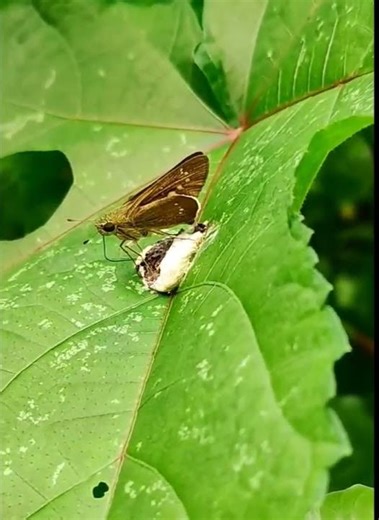 Butterfly eating poop 💩 #butterflyshorts #lepidoptera #तितली #butterflyfacts #natureshorts #insects