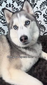 14K views · 422 reactions | When your dog speaks english ❤️ #TalkingDog #BilingualPup #DogSpeaksEnglish #FurryTranslator #DogHumor #PetTalent #FunnyDogs #SmartDoggo #CanineComedy #DogLovers #PetMagic #FurryFriend #DogReactions #TalkingPup | Brandon Parker | Facebook