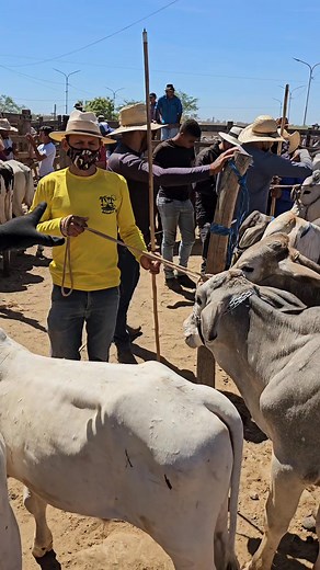 Junta de garrote barato. | Cultura do Sertão.
