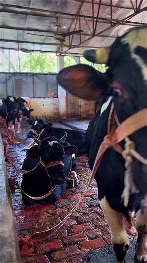 Zest Bangladesh on Instagram: "From cow to your door — nothing in between. 🥛 At ZEST Milk, our process is simple and honest: Fresh raw milk collected from healthy cows, carefully packed, chilled, and delivered straight to your home. No processing. No additives or adhesives. No water. No mixing. 100% pure & fully organic raw milk 💰 100 BDT per kg | Minimum order: 5 kg 🚚 First home delivery FREE Next deliveries: only 50 BDT, regardless of quantity. Order now from ZEST Milk — taste purity you ca