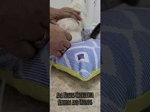 How to give subcutaneous fluids to your dog