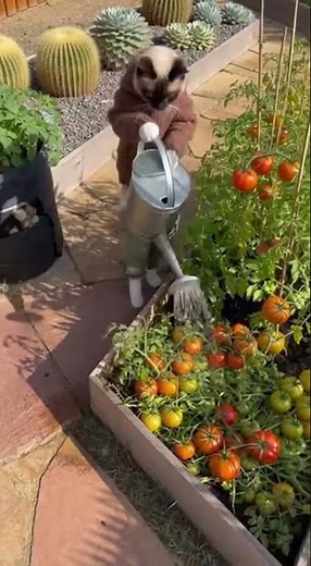Quiet Morning in the Garden: A Snowshoe Cat Gardening with a heirloom tomato patch showing stripe-