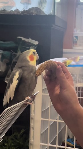 Achilles whistling Andy Griffith 🥹 #cockatielsoftiktok #cockatiel #andygriffiththemesong #birdsoftiktok