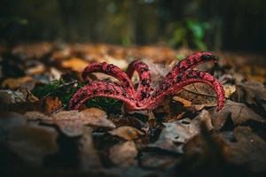 Octopus stinkhorn: Europe’s fungus that reeks of death