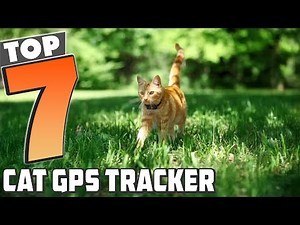 Top 7 Cat GPS Trackers to Keep Your Pet Safe This Year