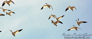 SOLVED: What is the best shot size for Snow Geese? - OutdoorProductGuide