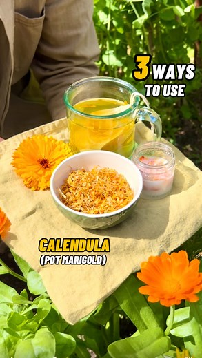 3 Ways to Use Calendula (Pot marigold) 🌼 Calendula is one of my go-to flowers for the vegetable garden as they are easy to grow, come back every year and are great companions for many other plants, drawing pollinators and predatory insects into the garden. 🌼🐝 However, they also have many culinary and medicinal uses… Every season I save and dry some of the petals, and I really enjoy making a simple herbal tea by infusing petals in hot water, providing beneficial antioxidants and anti inflammat