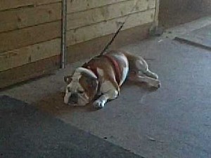 English Bulldog throwing a hilarious temper tantrum.