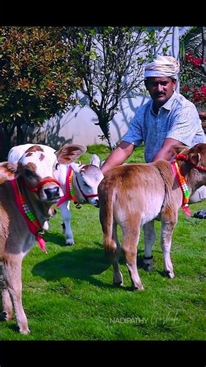 Ou Grand Hyd Goshala ! A 10Acres Nature Bliss ❤️ #viral #youtube #littleradhe #funny #yt #animals