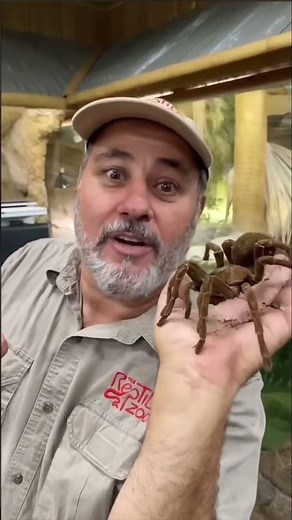 Spiders Can Fly Using Electricity! 😳 Amazing Ballooning Superpower Explained