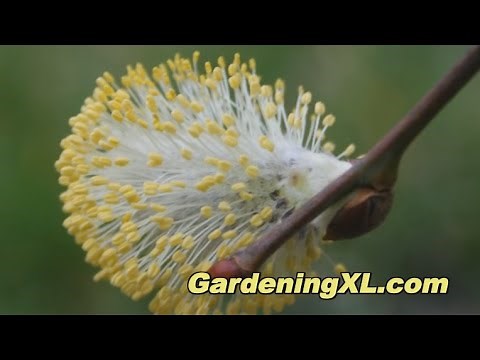 Salix Caprea in the Garden