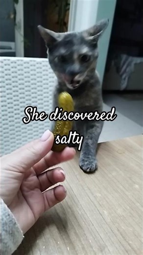 The cat tries a pickled cucumber for the first time and doesn't understand what to do with it.