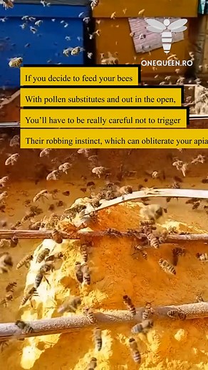 3K views · 13 reactions | If you decide to feed your bees with pollen substitutes and out in the open, you'll have to be really careful not to trigger their robbing instinct, which can obliterate your apiary For full videos, check these channels: @TheHoneystead - YouTube @user-vk1ht5ib2l - YouTube @beepower - YouTube | OneQueen.ro | Facebook