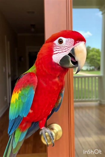 The parrot chasing somebody knocking at the door